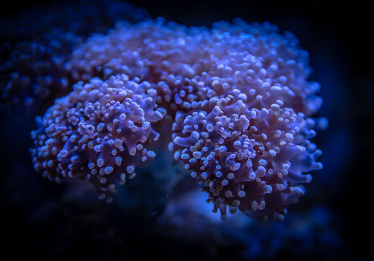 Close-up image of blue coral polyps in a serene underwater setting, showcasing intricate textures.