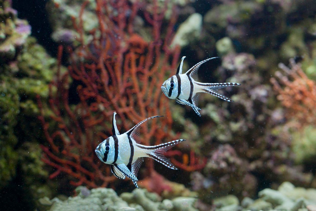 Services Banggai Cardinalfish swimming among colorful coral in a vibrant underwater setting.