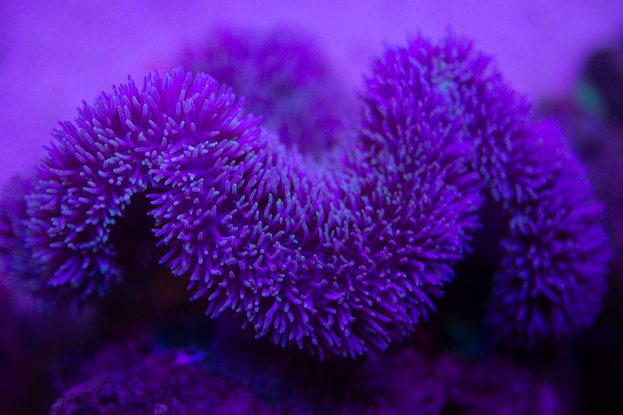 Services Closeup of bright exotic marine coral formations growing underwater in transparent blue seawater